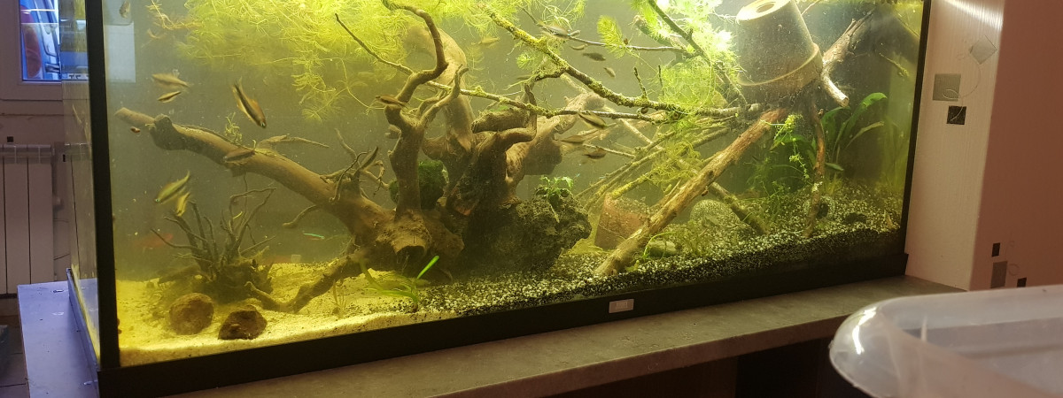 aquarium Amazonien