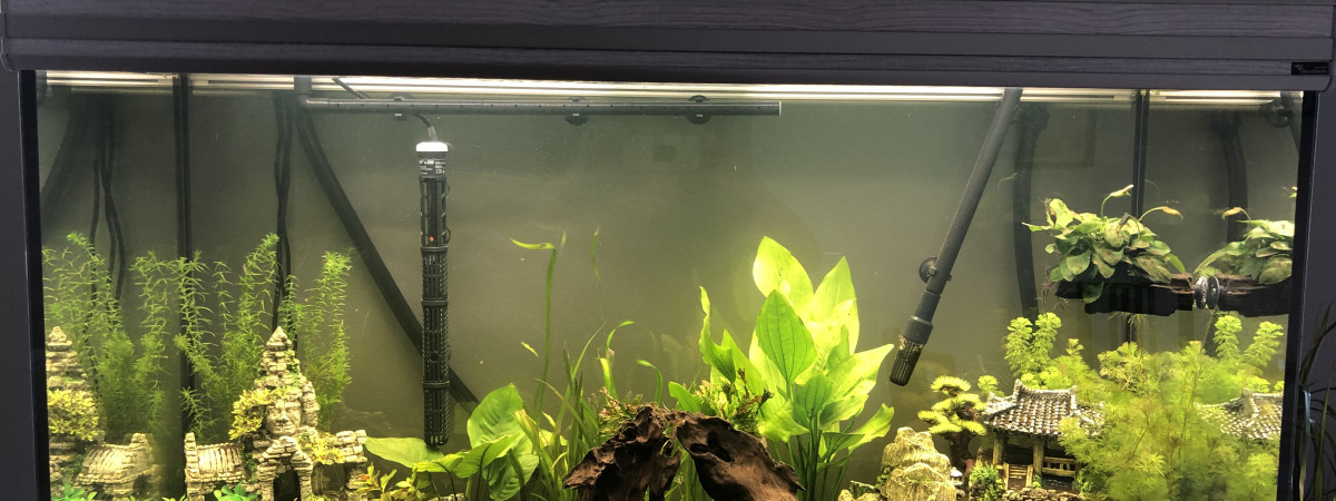aquarium Aqua Discus