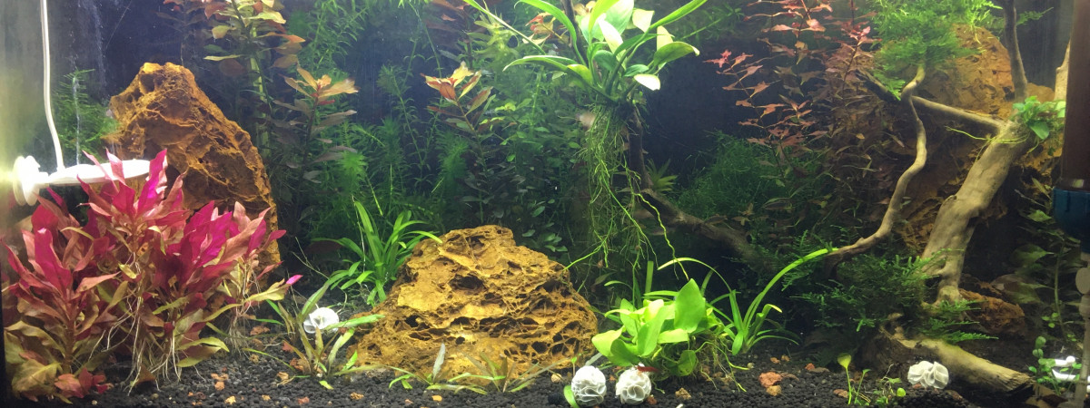 aquarium Toilette