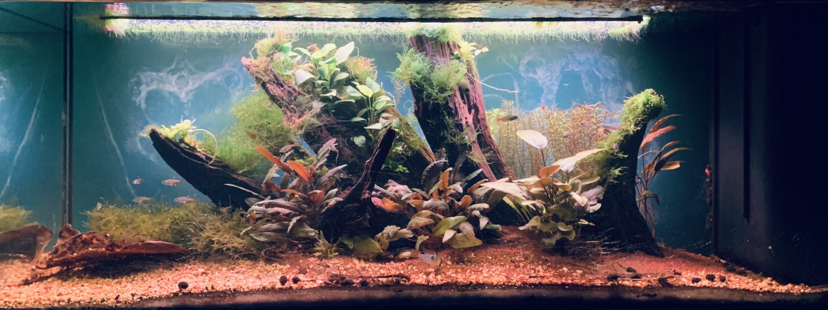 aquarium 350L Amazonien