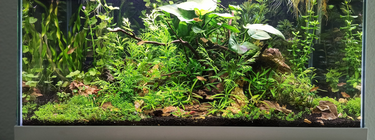 aquarium Coronaquascape