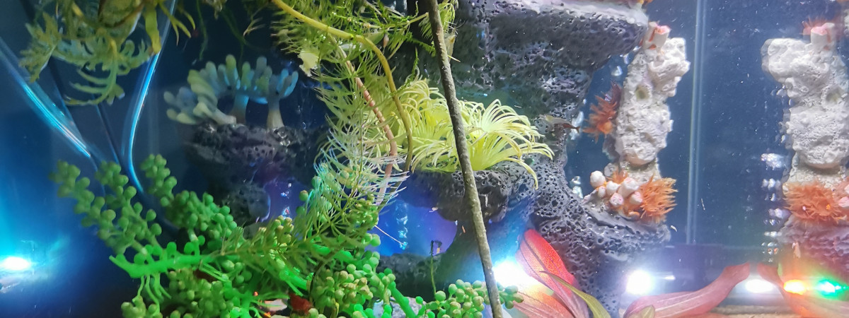 aquarium Crevettes
