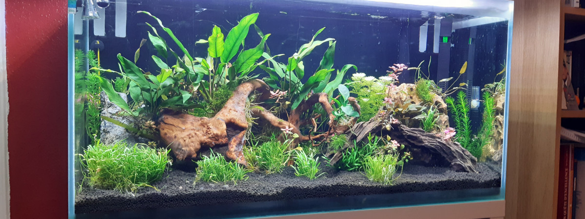 aquarium Test simulation