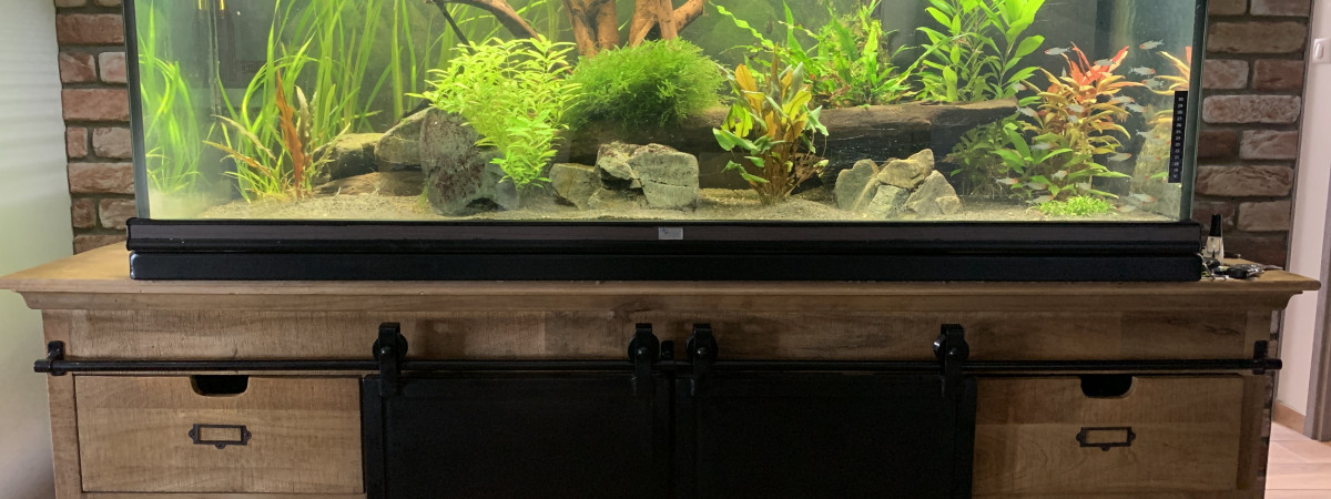 aquarium Amazonien