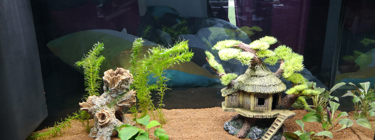 aquarium Mon premier Aquarium