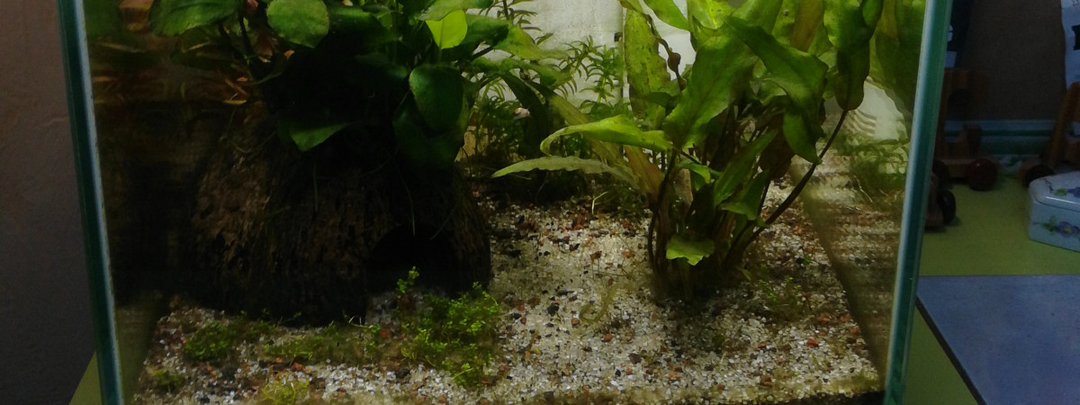 aquarium Aquarium Betta