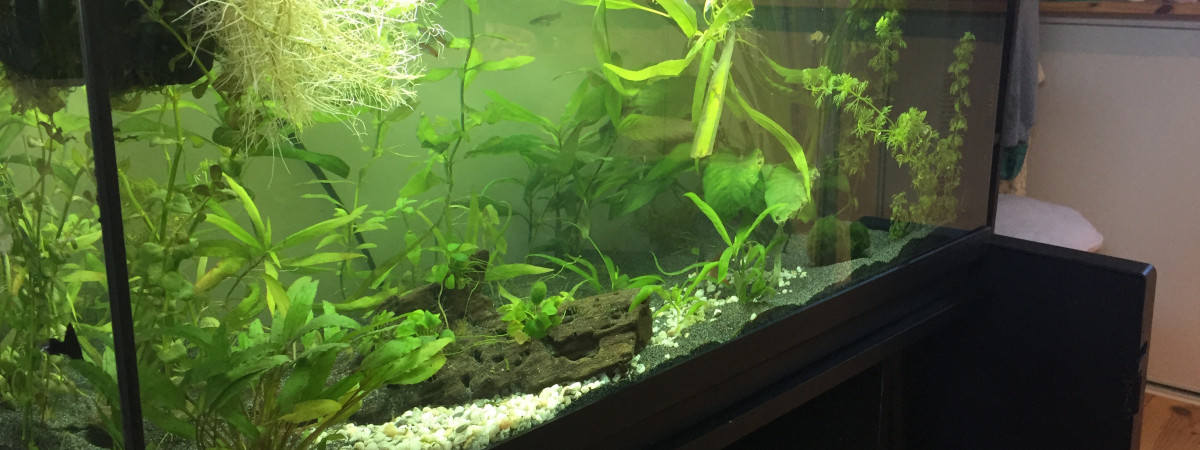 aquarium Guppy Aqua