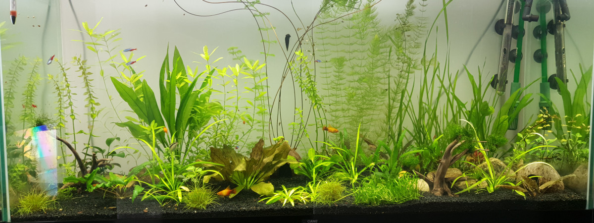 aquarium Lovy Aqua