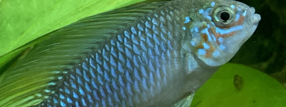 aquarium Borellii