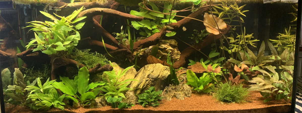 aquarium 200L Amazonien