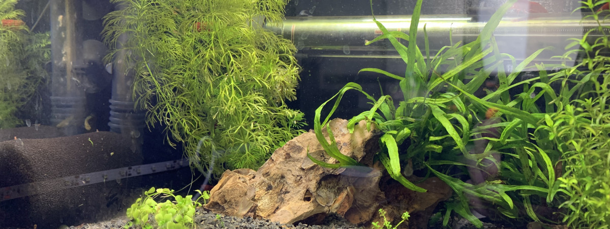 aquarium 20L Red cherry