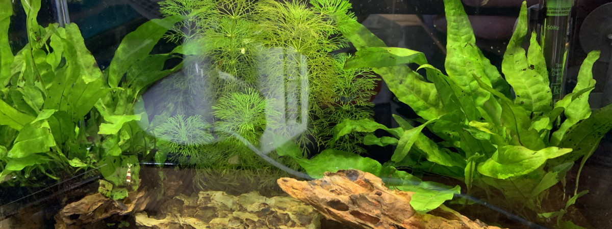 aquarium 20L Crystal Red