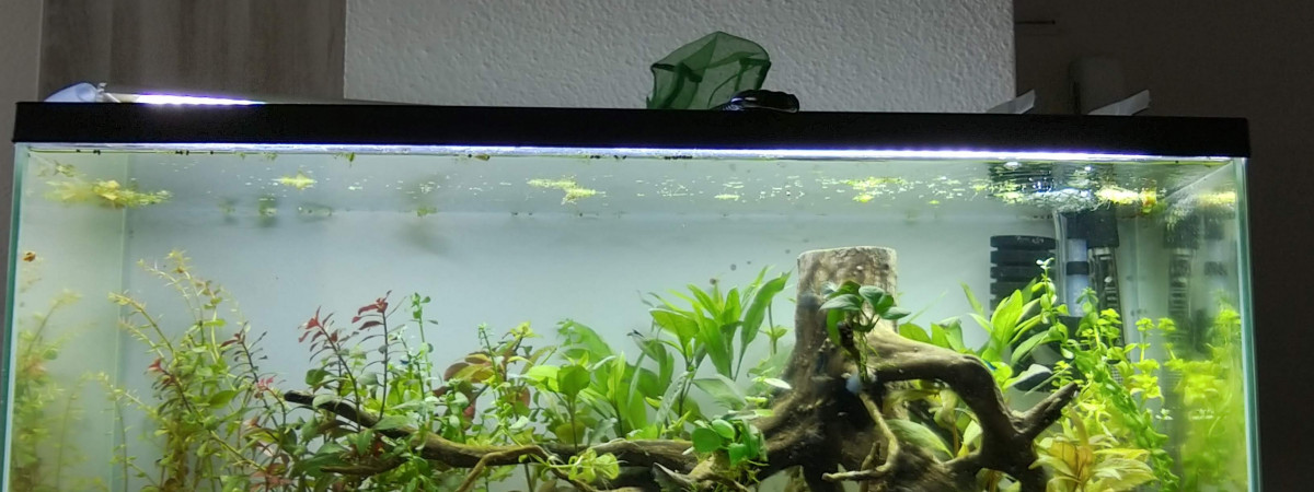 aquarium la souche