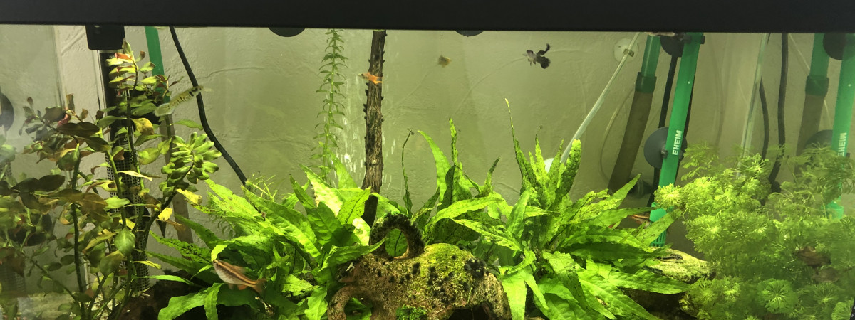 aquarium 60 l titi