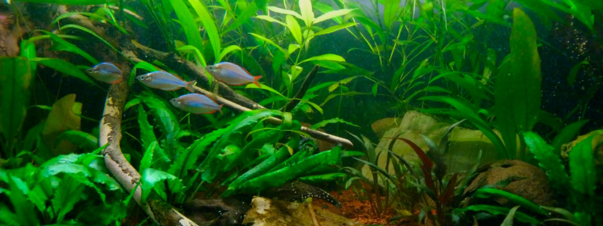 aquarium Aqualou