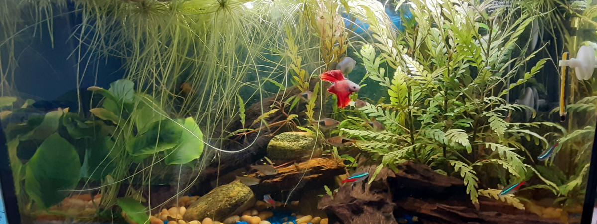 aquarium Aqua 10