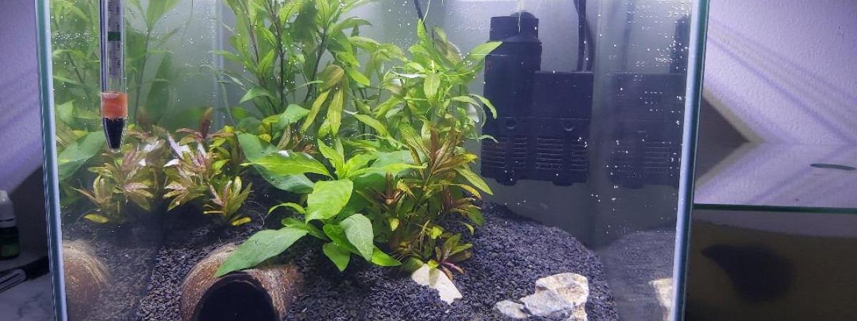 aquarium Bac 22l Combattant Male