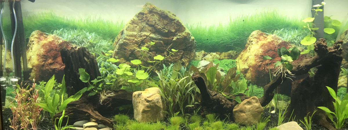 aquarium Cichlidée
