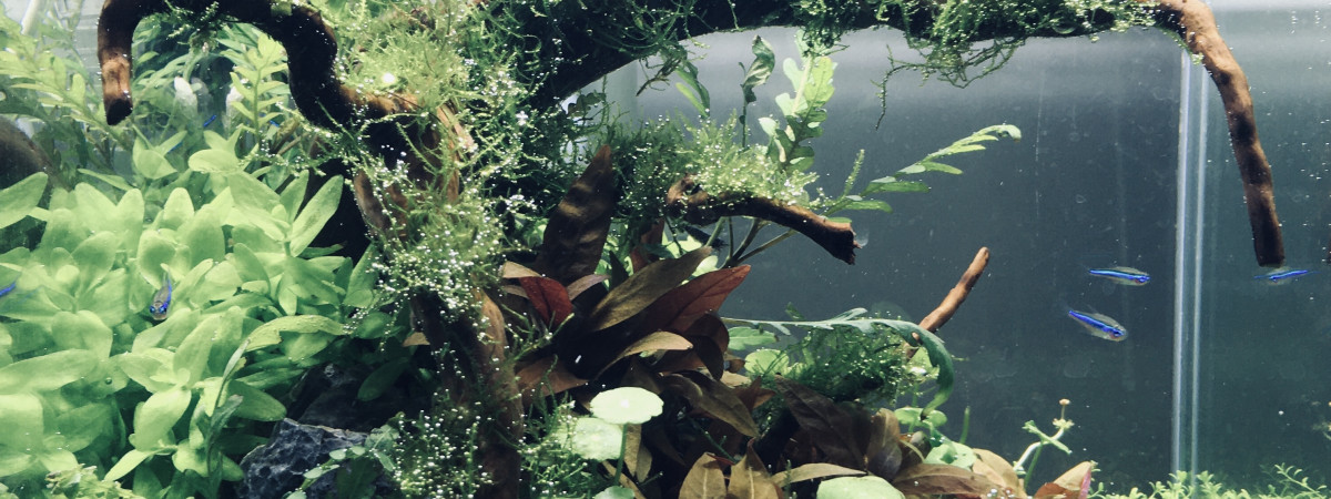 aquarium NanoLoft