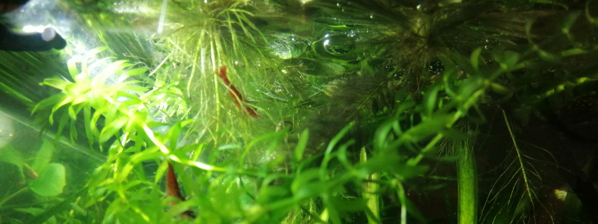 aquarium Aqua 1