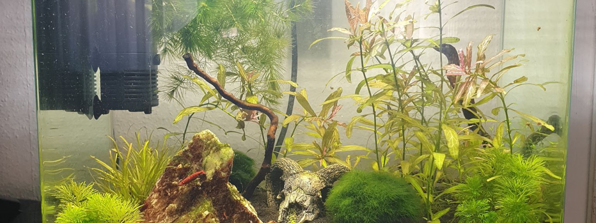 aquarium MonAqua