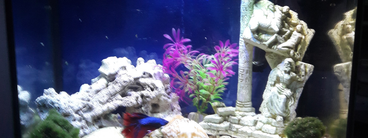 aquarium Combattant world 1