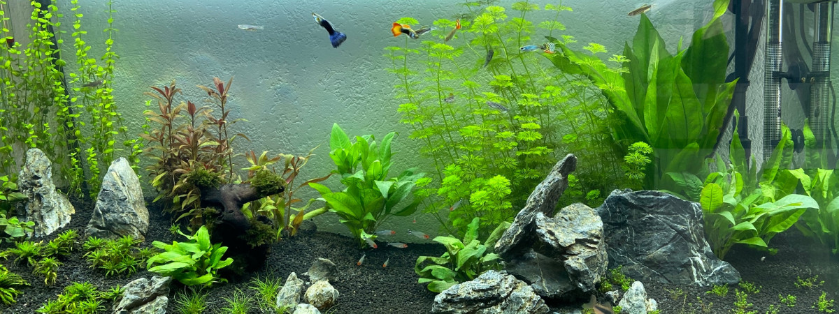 aquarium aquarium famille
