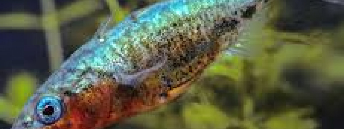 aquarium Le Sanctuaire des Epinoches 1