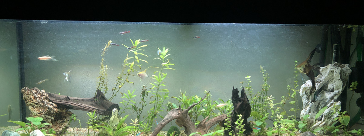 aquarium Tropical
