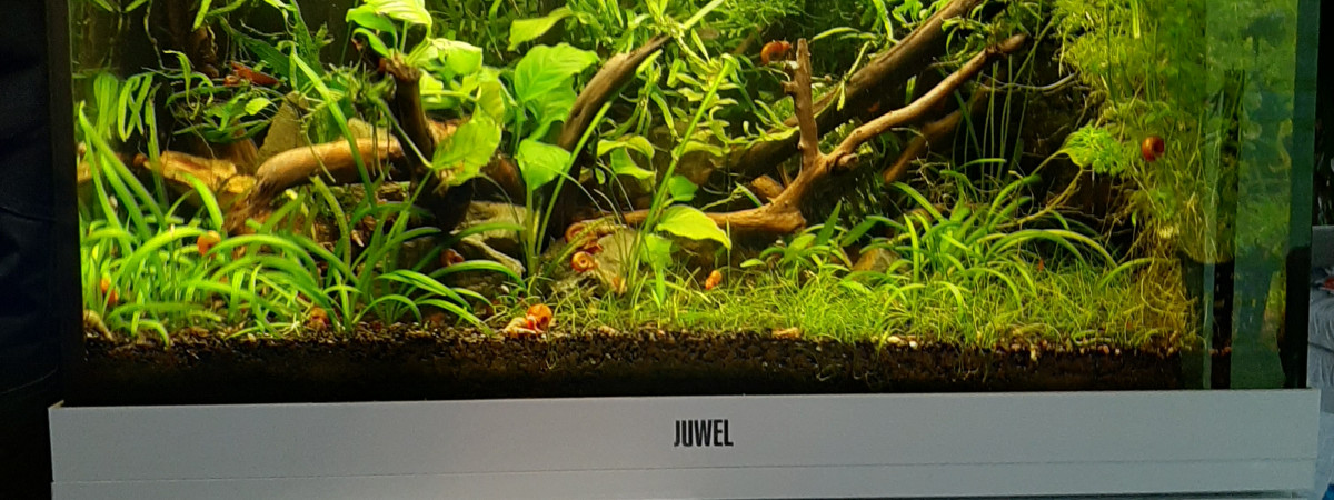 aquarium lido maison