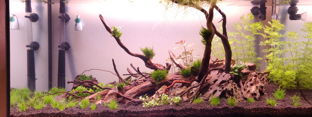 aquarium Amazonien 96L