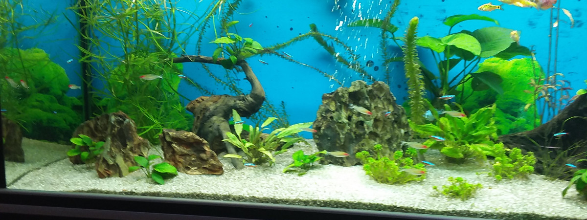 aquarium Poisson 1