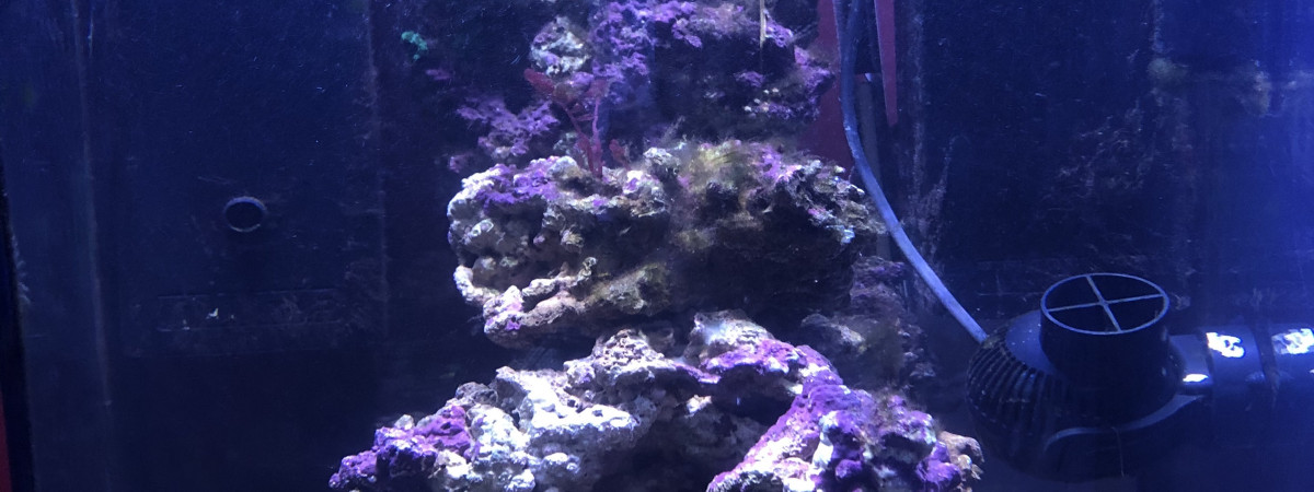 aquarium Petit eau de mer