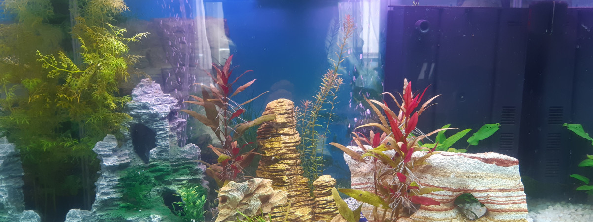 aquarium Ciano 98l