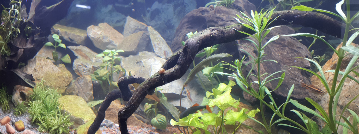 aquarium Asia