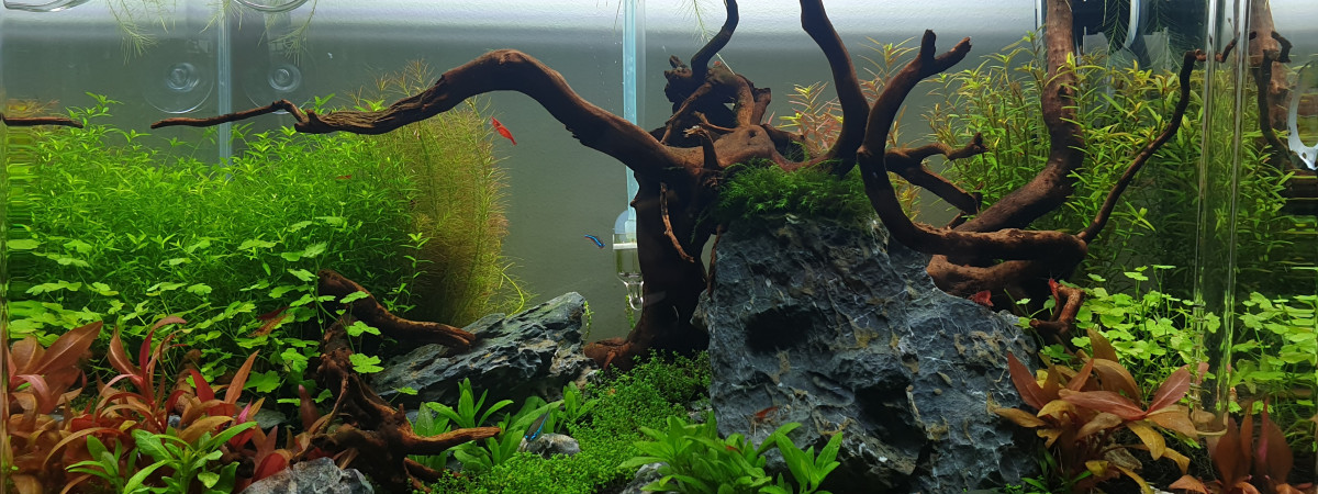aquarium Mon aquarium