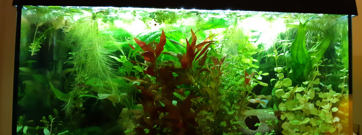 aquarium Low tech de sauvetage
