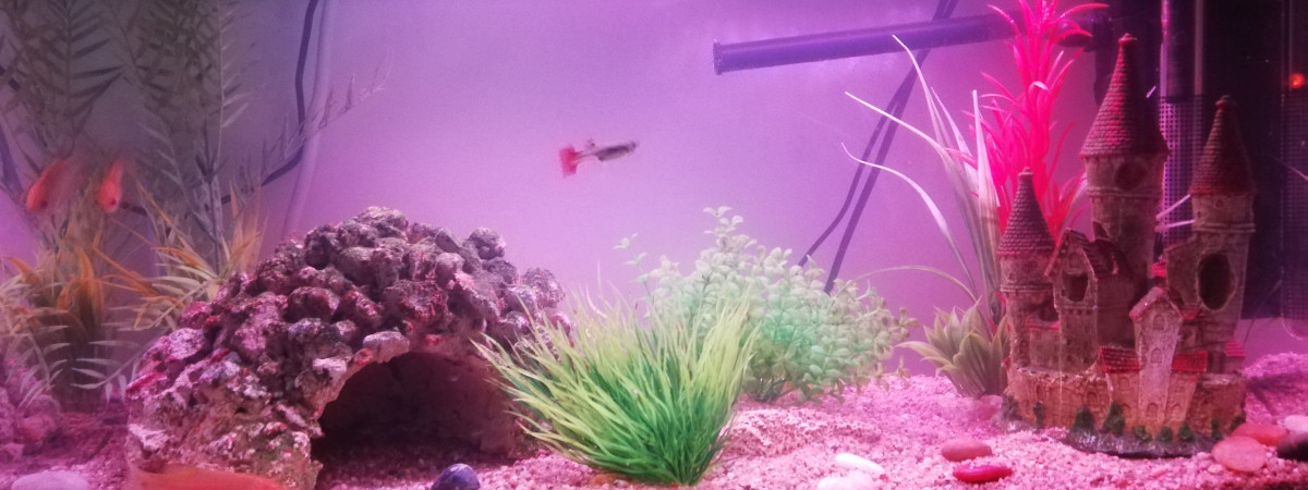 aquarium Aquarium maison