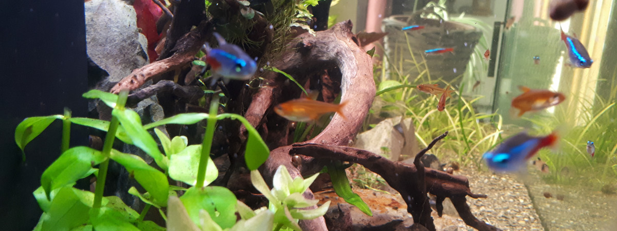 aquarium RIO