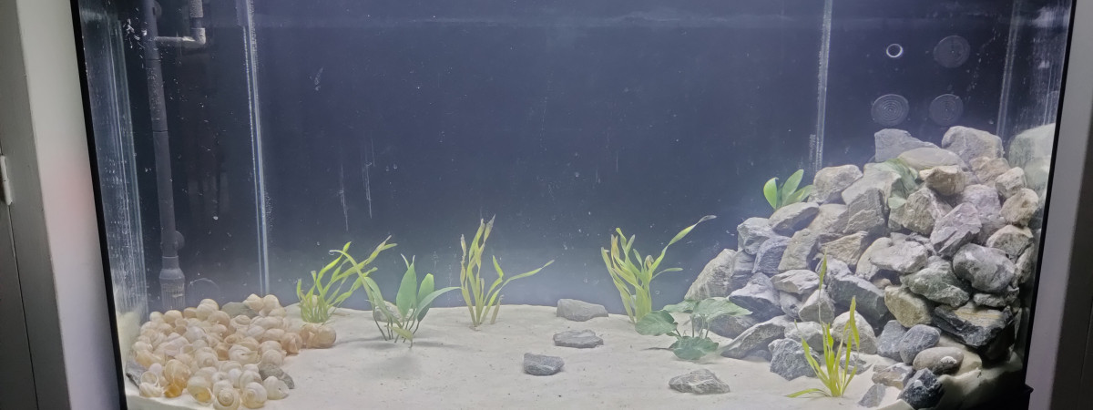 aquarium Tanga