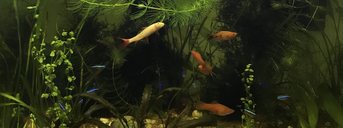 aquarium Salon