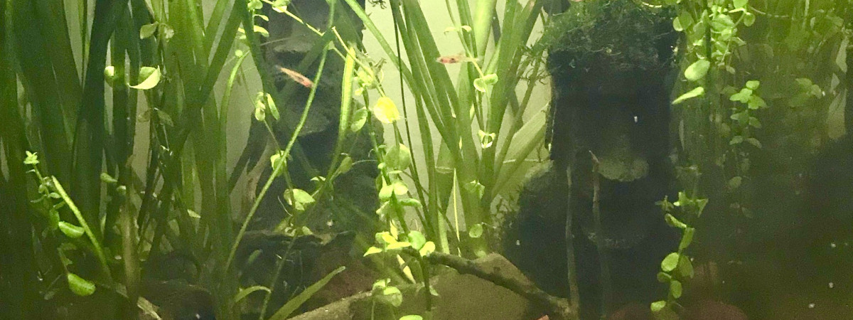 aquarium Little jungle