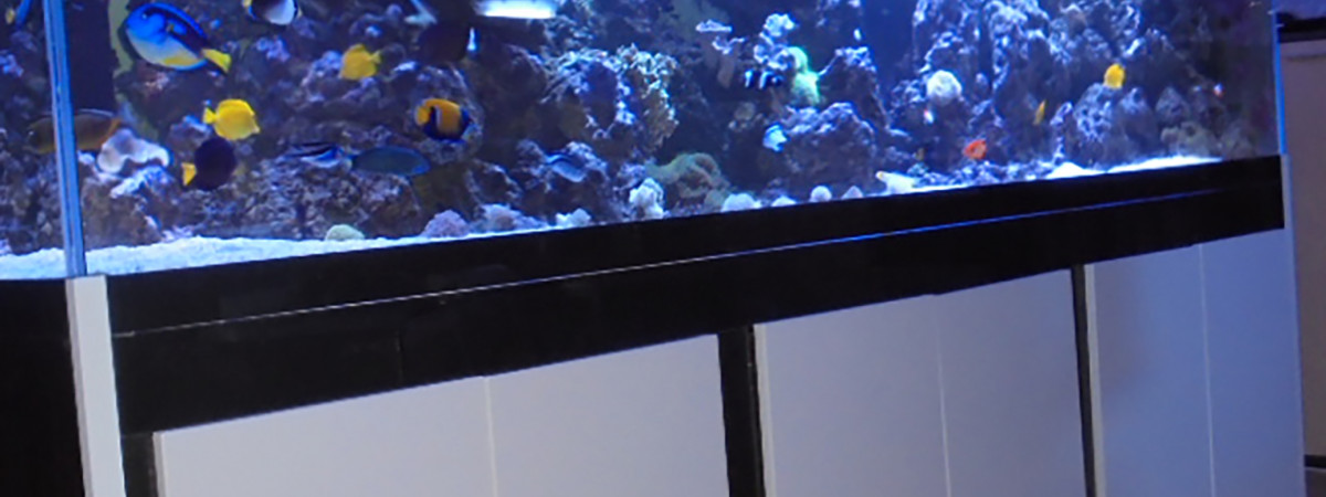 aquarium Bac 300 x 90 x 80 poissons et  coraux