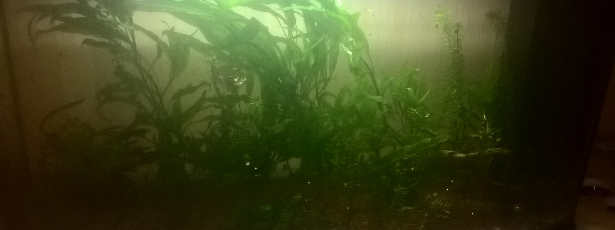 aquarium 217L