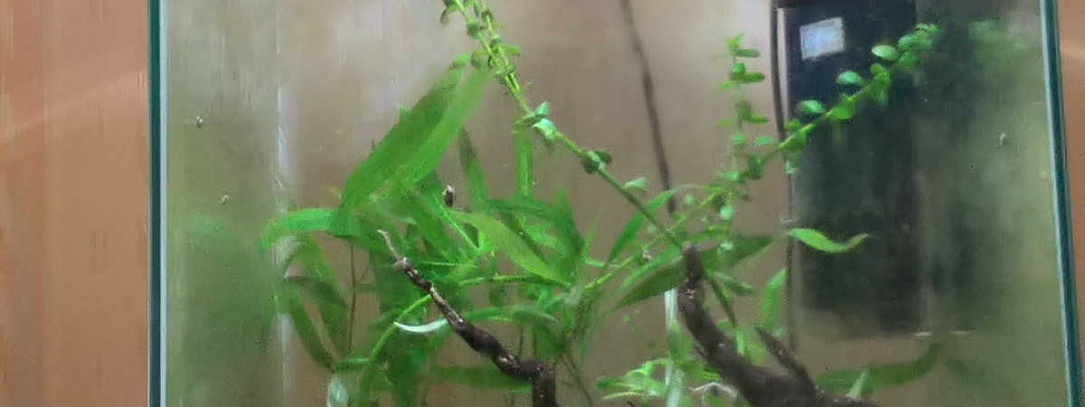 aquarium 30L