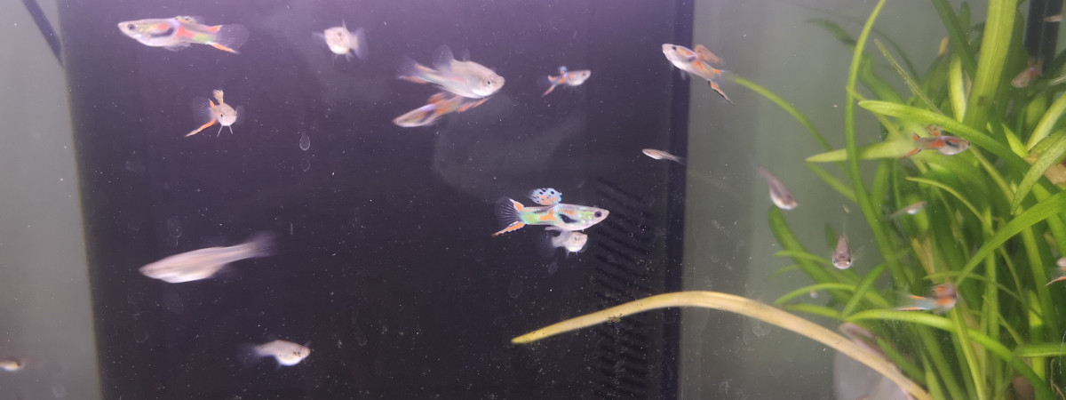 aquarium Guppy