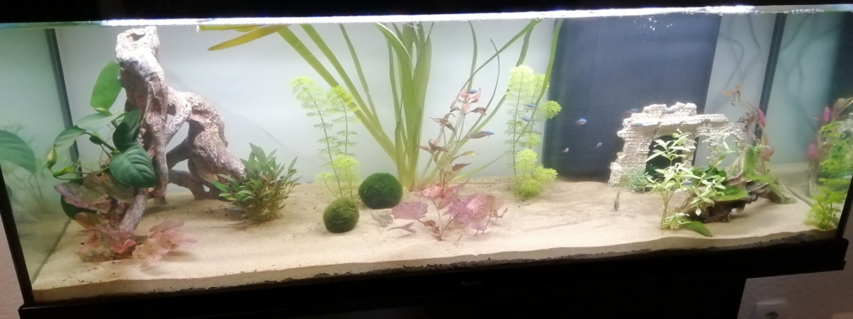 aquarium Aquarium Exotique