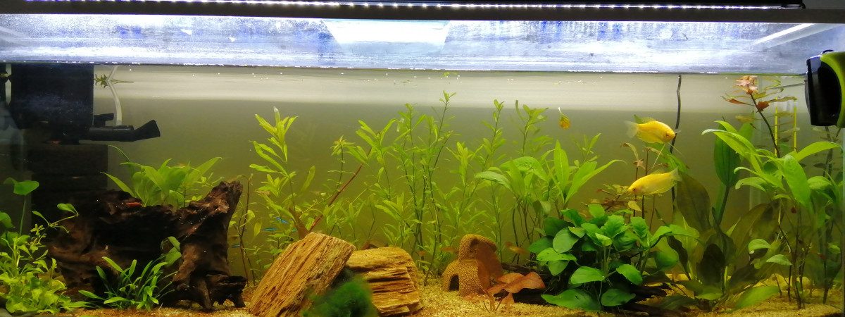 aquarium Aquarium communautaire