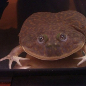 Lepidobatrachus laevis