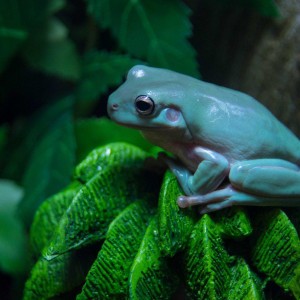 Litoria caerulea